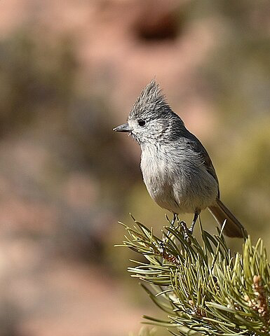 Juniper Titmice